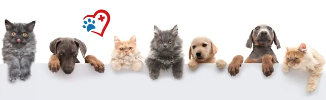 Los beneficios para la salud de tener una mascota: lo que dice la ciencia