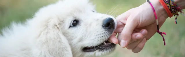 Estadísticas sobre mordeduras de perro en 2025: causas, riesgos y prevención