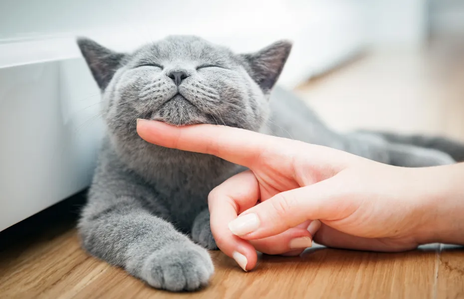 Le ronronnement du chat a des effets bénéfiques sur la santé