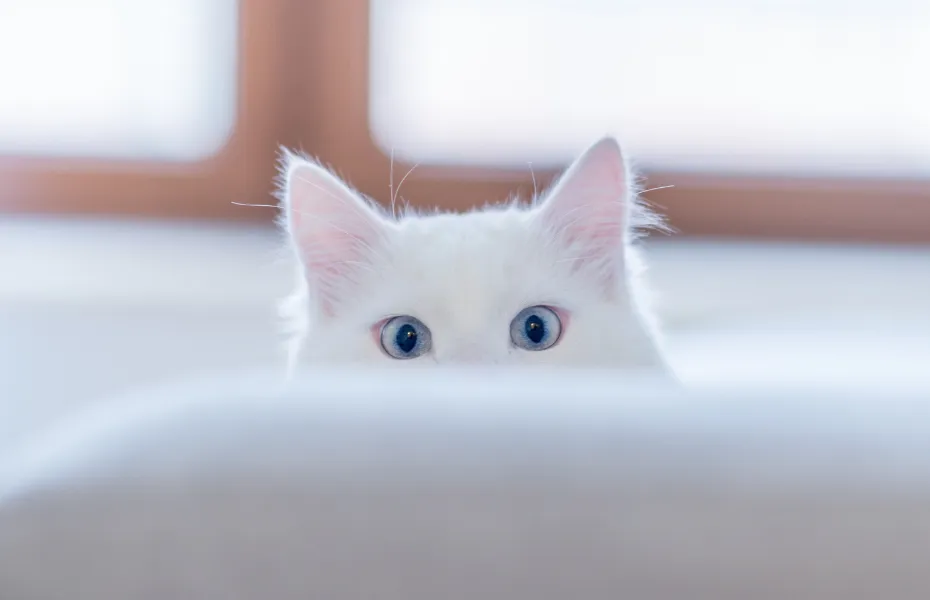 Gato blanco de ojos azules parcialmente oculto detrás de un sofá, que representa la curiosidad felina y la conciencia del entorno
