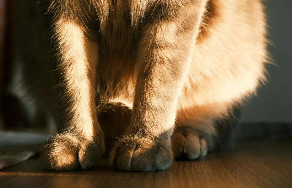 Nahaufnahme der Vorderpfoten einer orangefarbenen Katze, entspannt auf dem Boden liegend, mit eingezogenen Krallen – betont eine natürliche, entspannte Haltung