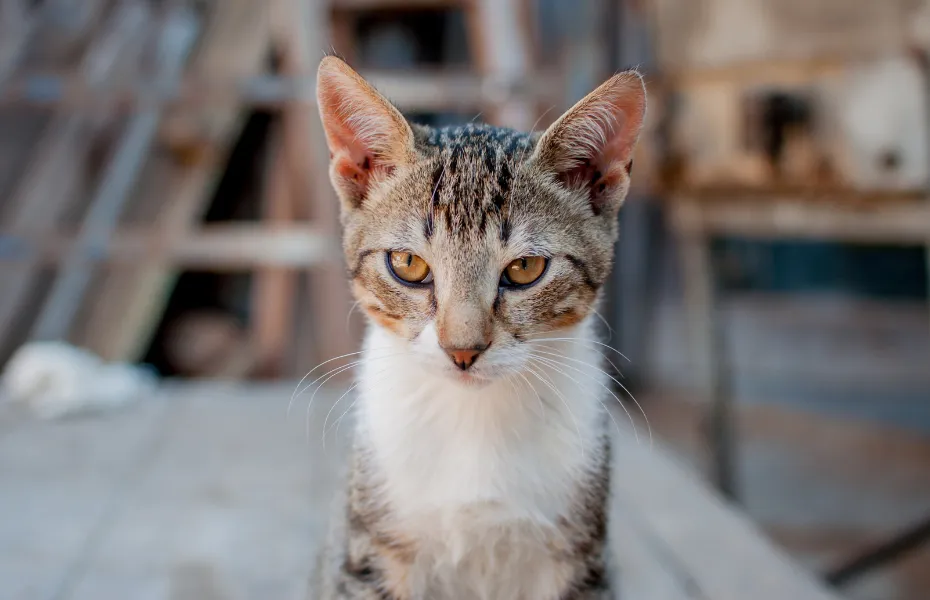 Serious-looking tabby cat with golden eyes sitting outdoors, gazing directly at the camera.