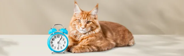 ¿Cuánto viven los gatos? Además, cómo ayudarles a vivir más tiempo