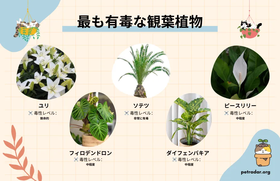 猫にとって最も有毒な観葉植物