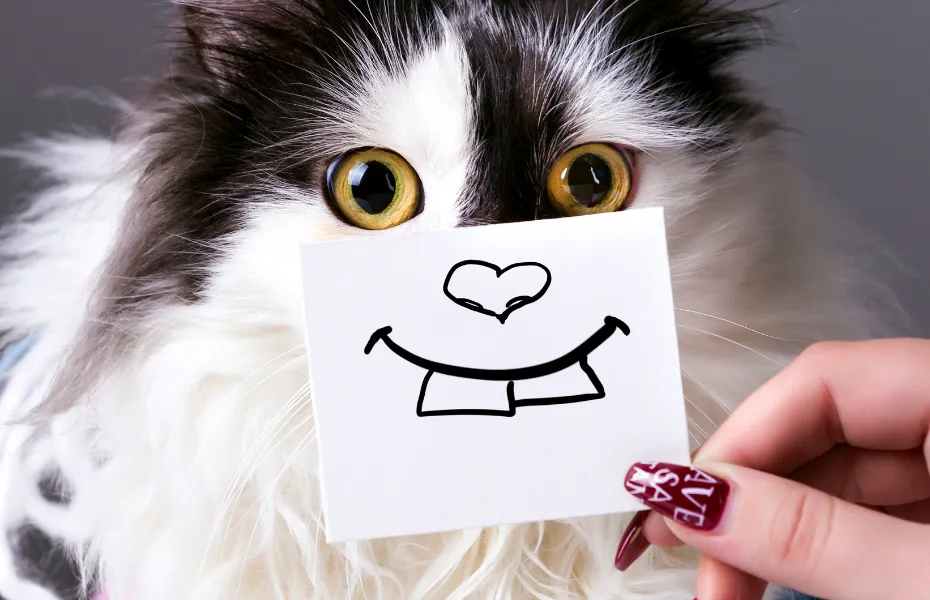 Close-up of a long-haired cat's face with a paper smiley card held in front