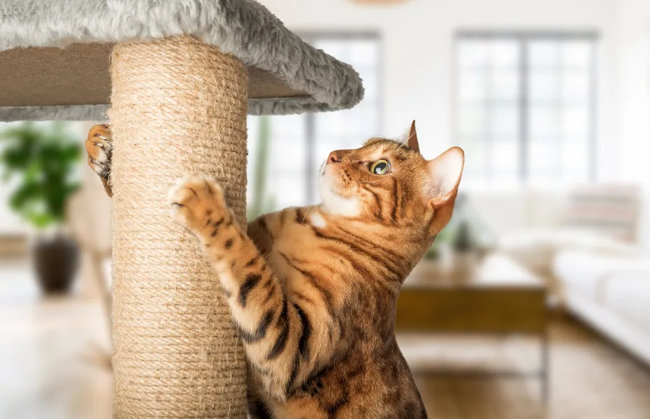 Bengalkatze benutzt einen vertikalen Sisal-Kratzbaum im modernen Wohnzimmer – zeigt gesundes Krallennutzen und möbelfreundliches Verhalten