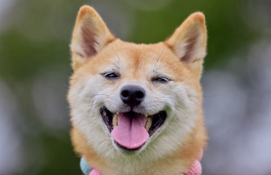 Close-up of a smiling Shiba Inu dog with its tongue out, wearing a pink and green collar