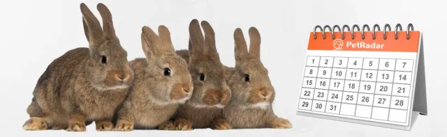 ¿Cuánto tiempo viven los conejos? Guía sobre la esperanza de vida y el cuidado de los conejos