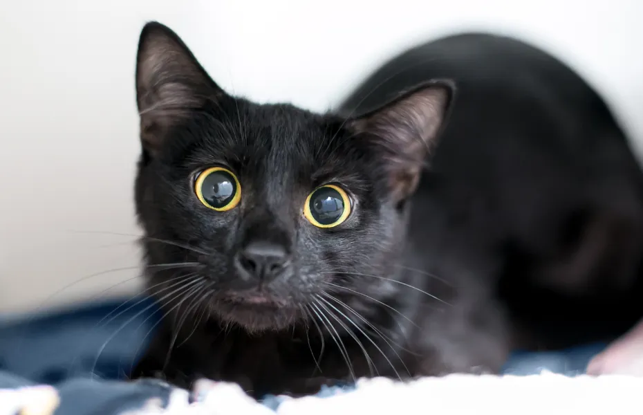 Gato negro con grandes ojos amarillos y alerta, que enfatiza su visión en condiciones de poca luz y la sensibilidad felina al movimiento