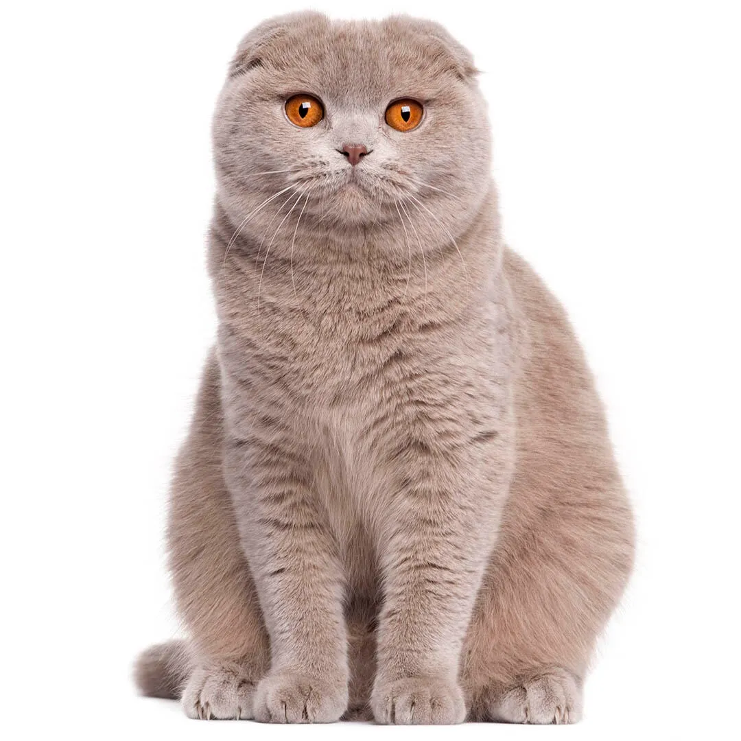 Eine schottische Faltohrkatze