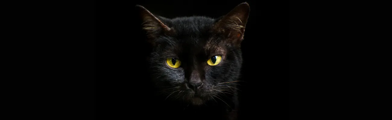Black Cats: History, Adoption Trends, Breeds and Names