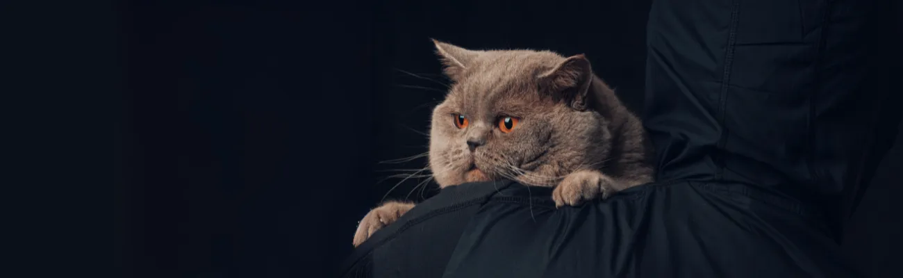 Pet Theft Explained: Which Pets Are Targeted, How It Happens, and How to Stop It