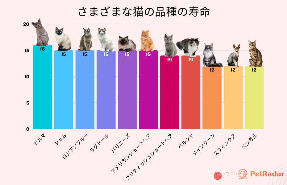さまざまな猫の品種の寿命グラフ