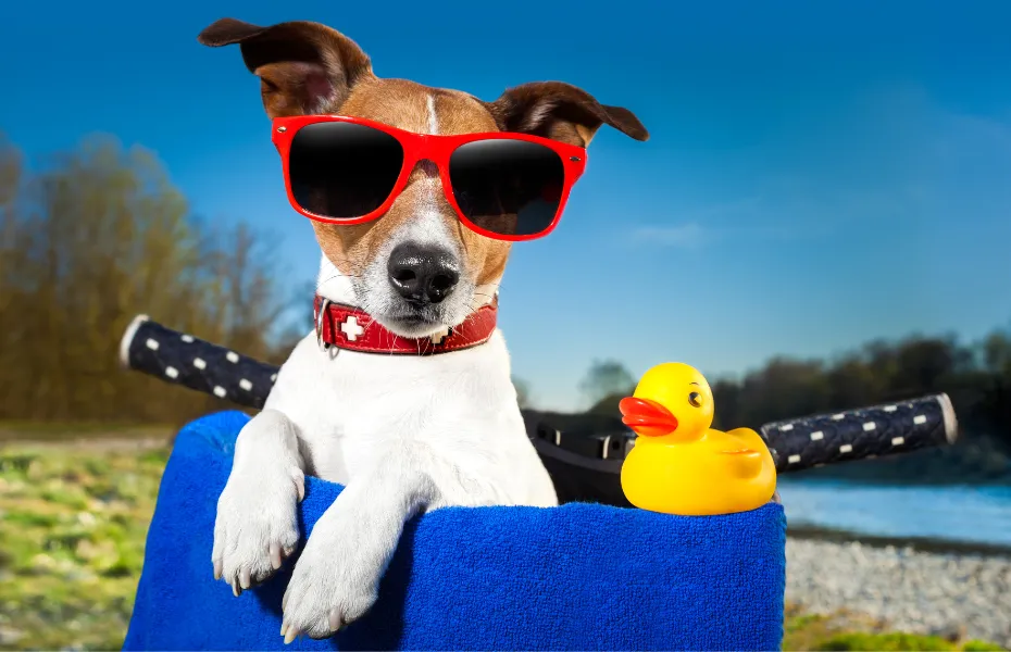 Elegante Jack Russell Terrier con gafas de sol rojas, disfrutando de un día soleado en la cesta de una bicicleta