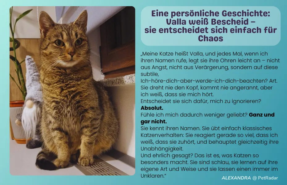 Eine persönliche Geschichte von einer Mitarbeiterin – Valla, die unabhängige Katze