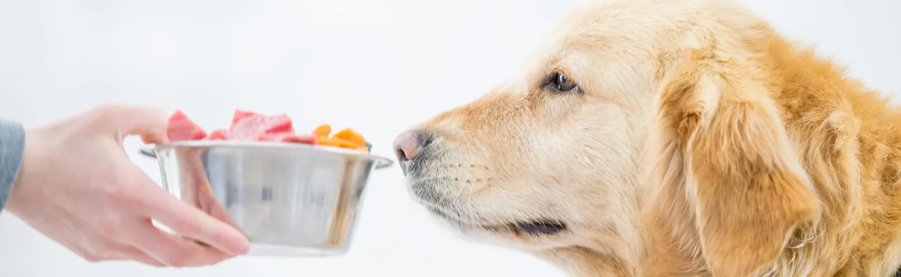 Ernährungsratgeber für Hunde: So sieht eine ausgewogene Ernährung aus