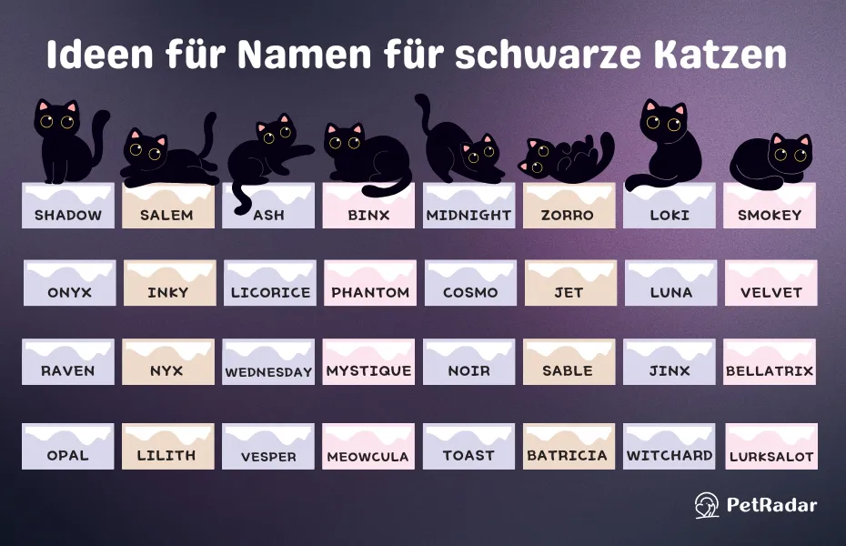 Ideen für Namen für schwarze Katzen