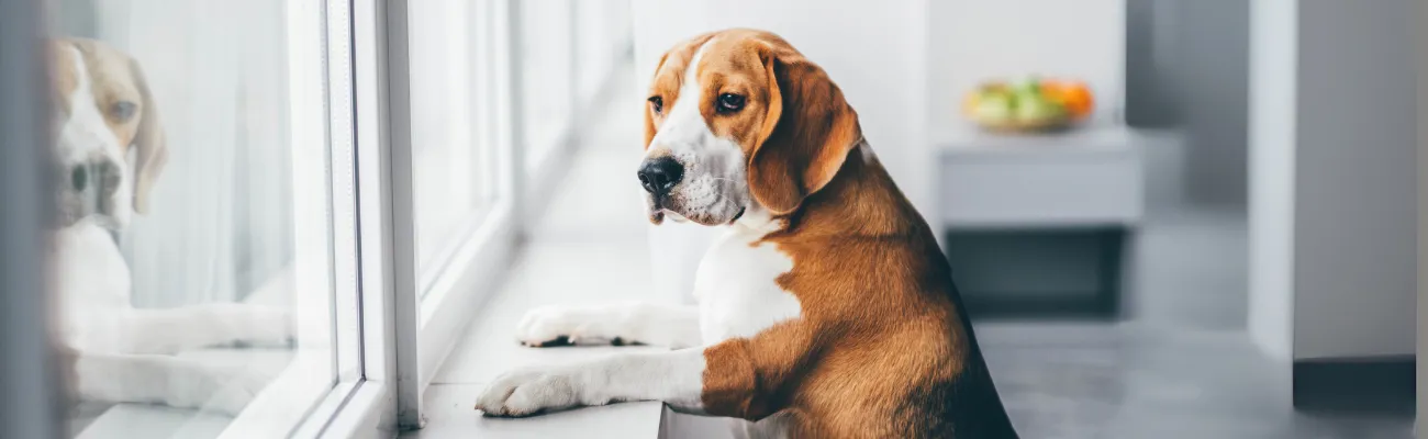 Ansiedad por separación en perros: causas, signos y métodos de adiestramiento