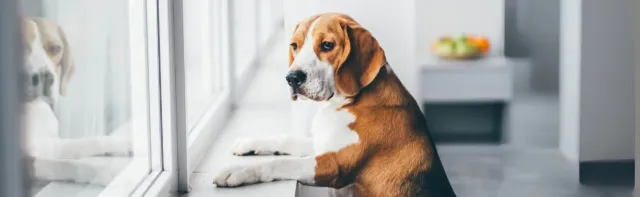 Ansiedad por separación en perros: causas, signos y métodos de adiestramiento