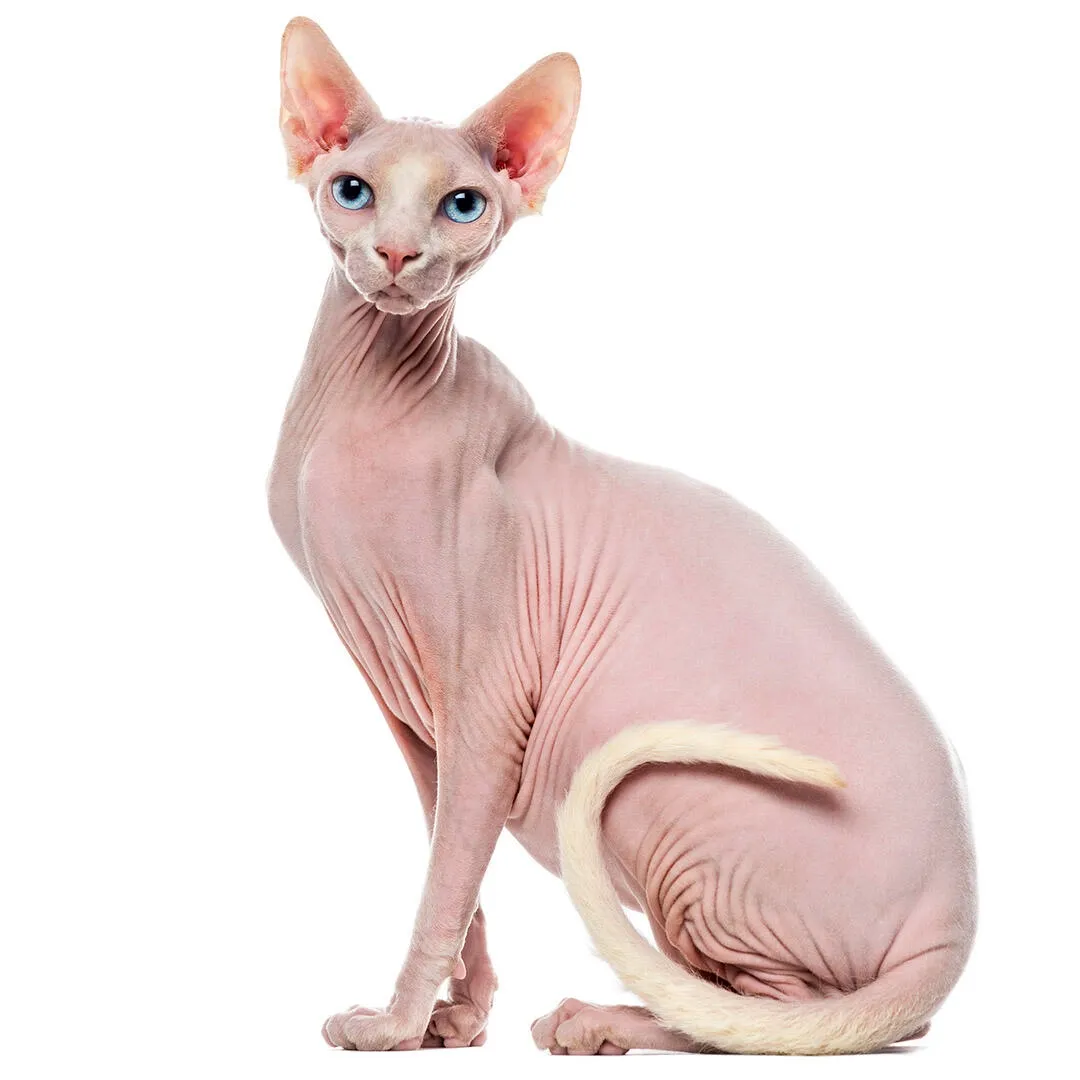 Eine Sphynx-Katze