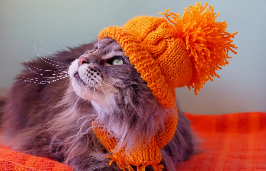 Gato peludo de pelo largo vestido con un gorro y una bufanda de punto de color naranja brillante, descansando sobre una manta naranja a juego