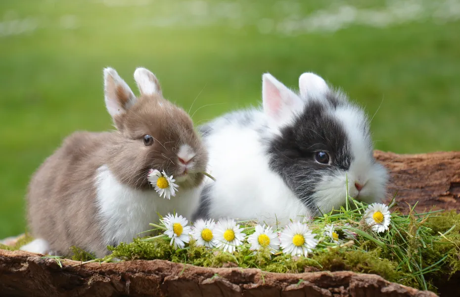 Dos conejitos sentados en un entorno natural, rodeados de margaritas, uno masticando una flor, evocando una sensación de calma y primavera