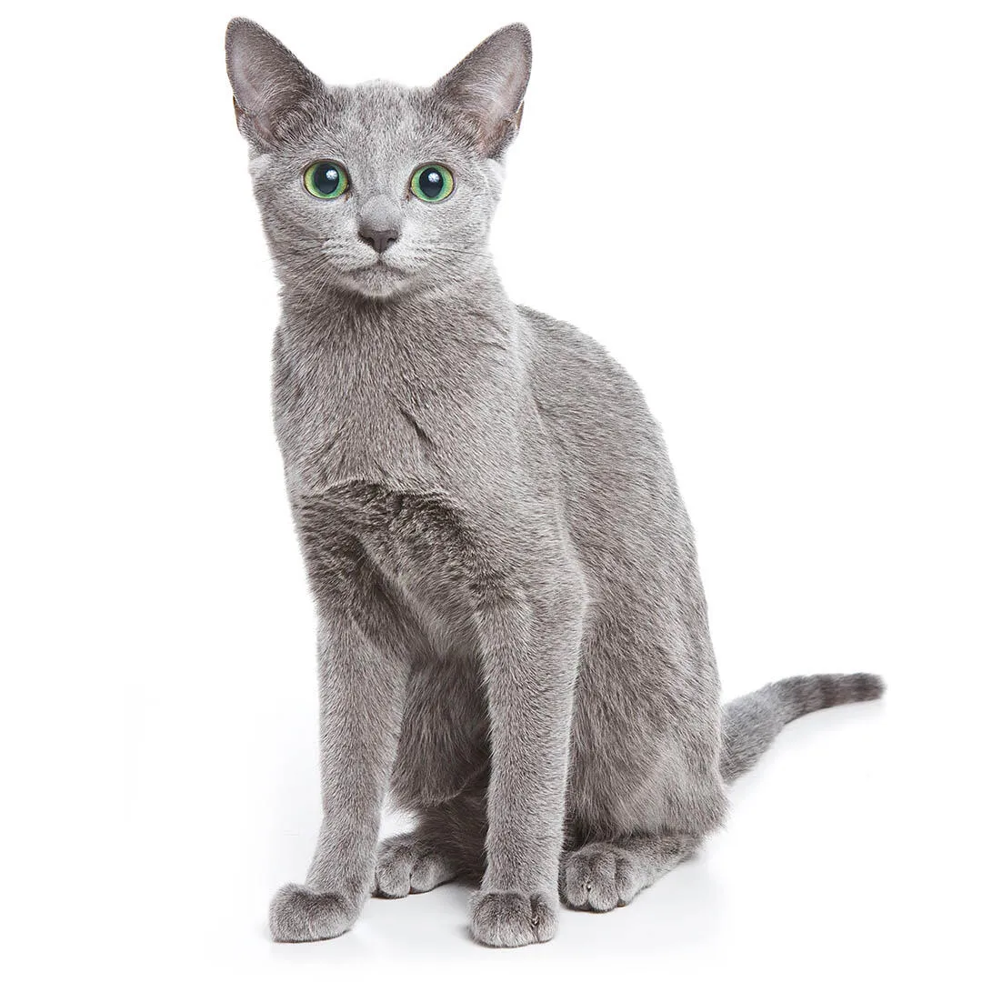 Russisch Blau Katze