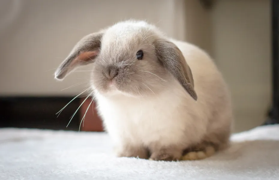 Primer plano de un conejo de orejas caídas y color gris claro sobre una superficie blanda en interior, con una iluminación suave y una expresión curiosa