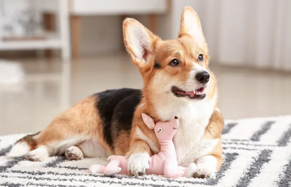 Lindo perro sosteniendo un juguete de peluche
