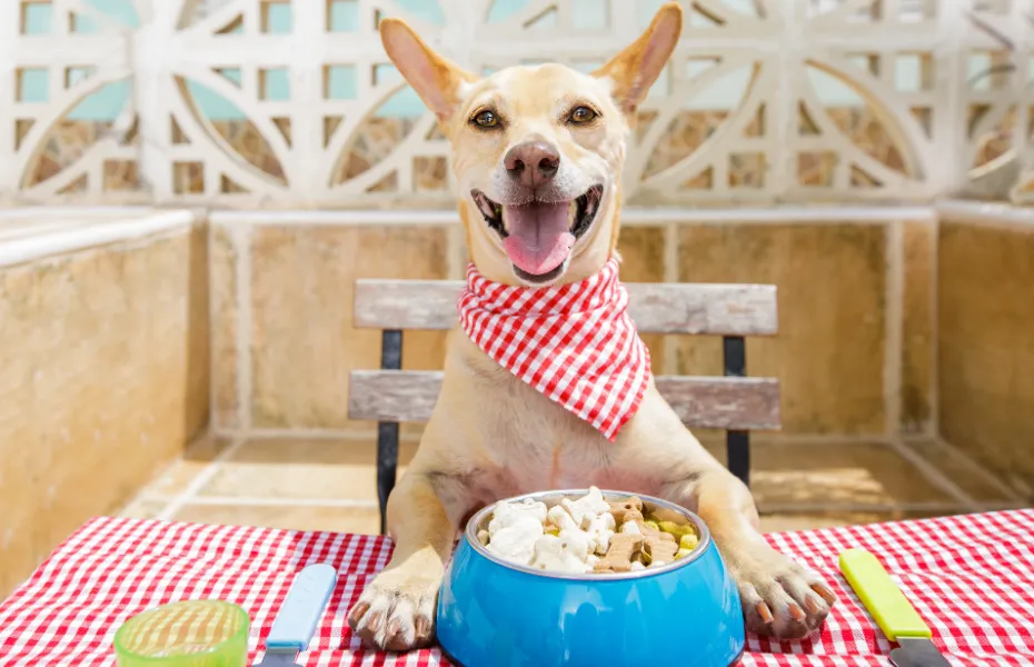 funny dog sitting at a table preparing to have lunch