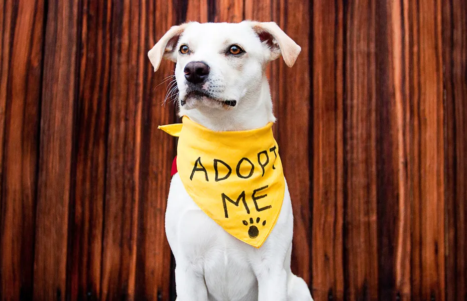 White mixed-breed dog wearing a yellow Adopt Me bandana, sitting in front of a wooden background.