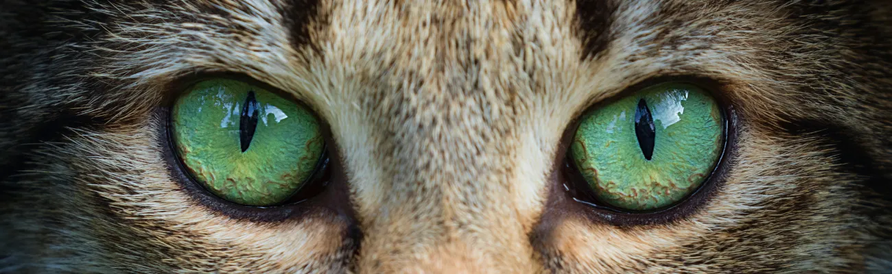 Cómo ven el mundo los gatos: visión nocturna, fantasmas y mucho más