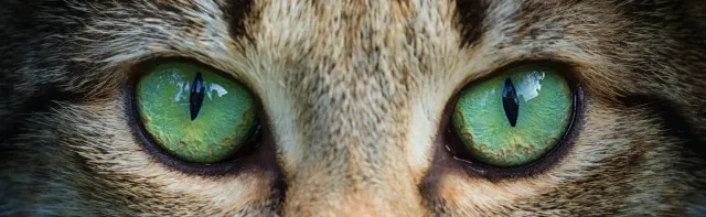 Cómo ven el mundo los gatos: visión nocturna, fantasmas y mucho más