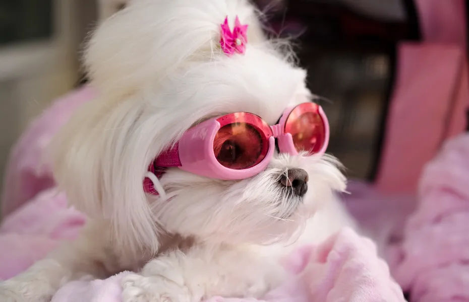 Perro blanco y peludo con gafas de sol rosas y un lazo rosa, tumbado sobre una manta rosa suave
