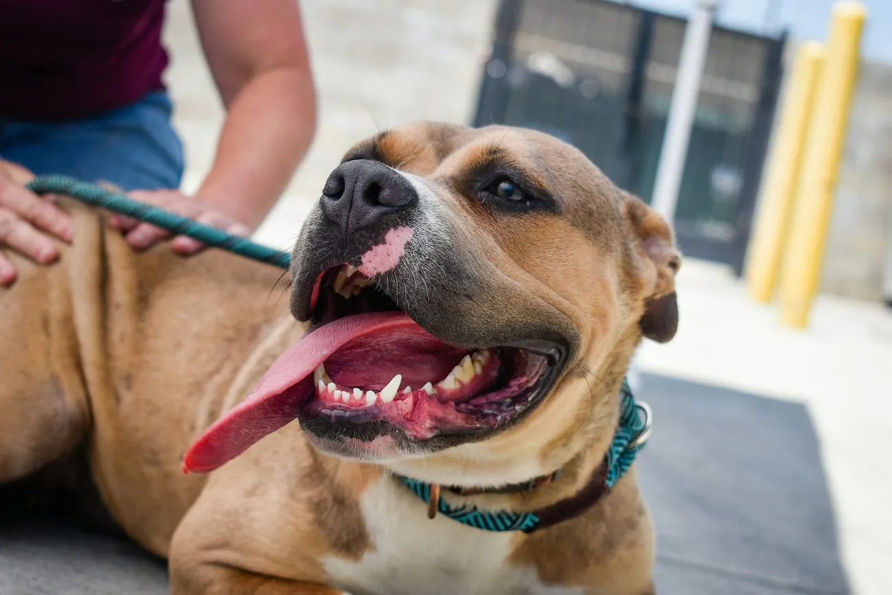 US Animal Shelter Facts and Statistics 2025