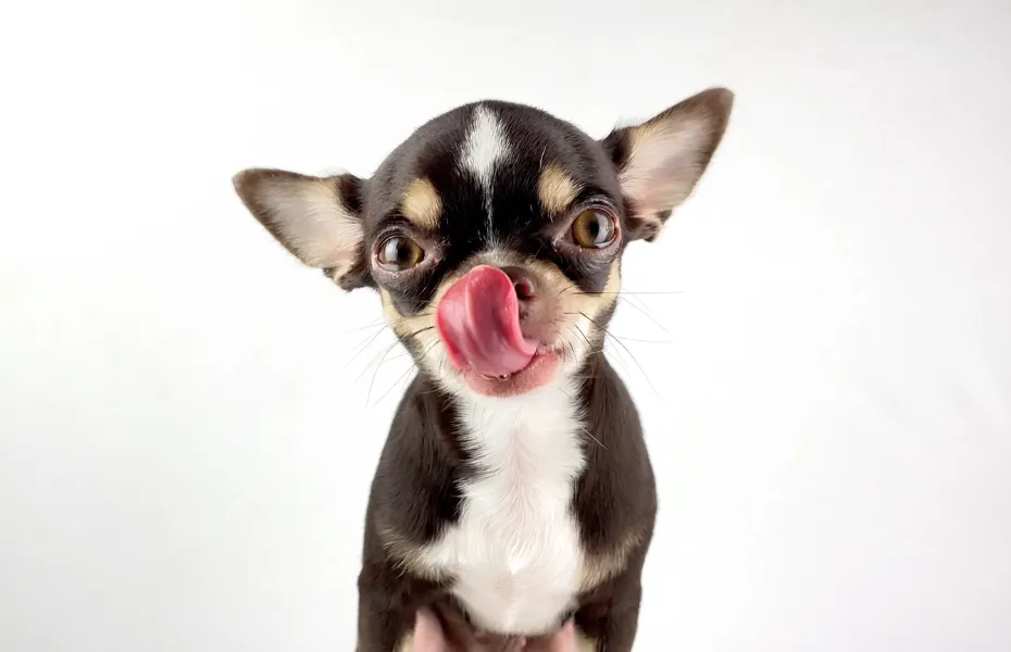 adorable Chihuahua licking its cute tiny mouth after eating