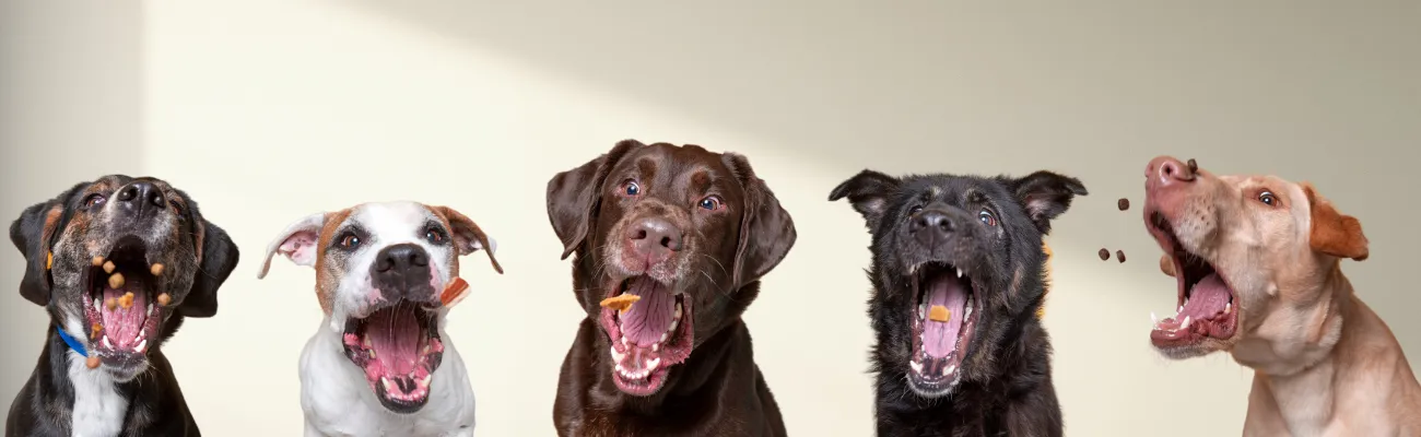 Positive Verstärkung beim Hundetraining: Alles erklärt