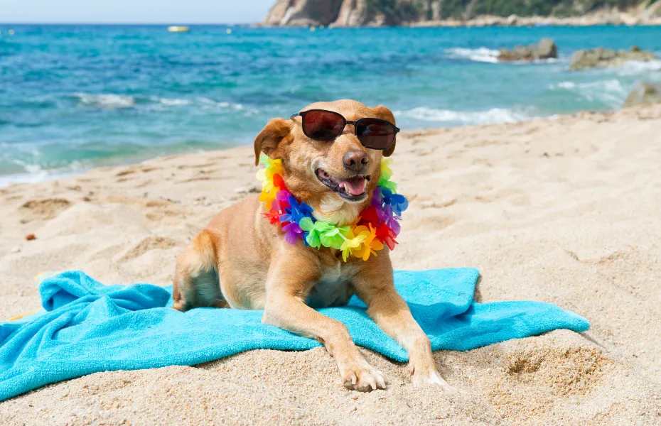 サングラスとカラフルな花冠を身につけた犬が、晴れた夏の日に青いタオルでビーチでくつろいでいる