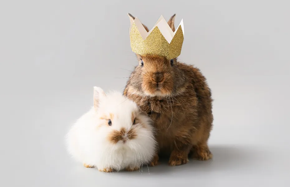 Dos adorables conejos sentados uno al lado del otro, uno blanco y mullido y otro marrón con una corona dorada