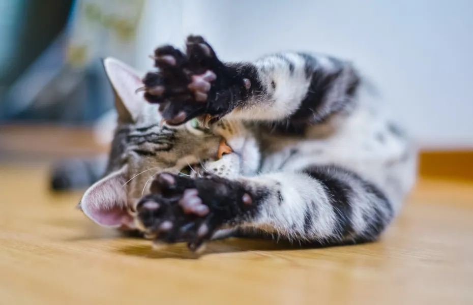 Eine getigerte Katze liegt auf dem Rücken, mit ausgestreckten Pfoten zur Kamera, die Krallen sichtbar — zeigt natürliches Dehnverhalten