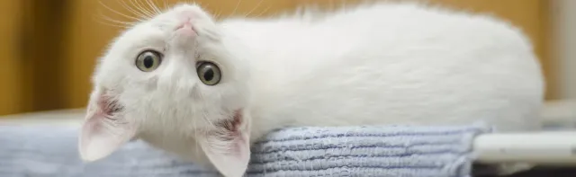 ¿Saben los gatos sus nombres?