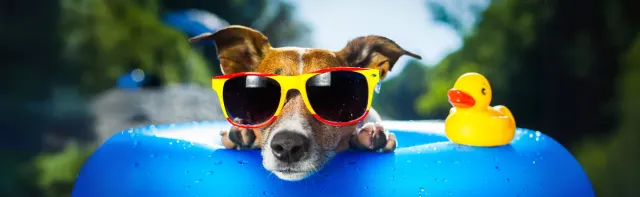 Seguridad de las mascotas en verano: consejos para prevenir los golpes de calor y las quemaduras en las patas