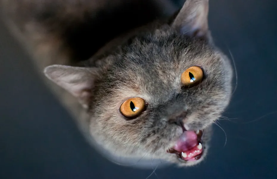 British Shorthair cat looking up with mouth open, mid-meow, showcasing a typical vocalization moment.