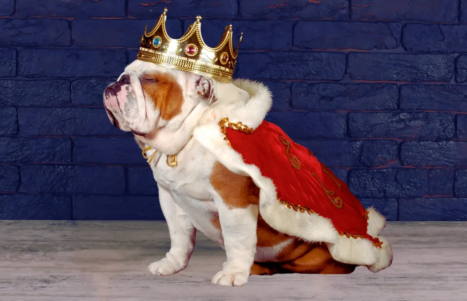 Bulldog inglés vestido con una capa roja real y una corona enjoyada