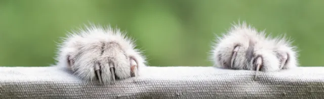 ¿Estás pensando en desungular a tu gato? Lee esto primero.