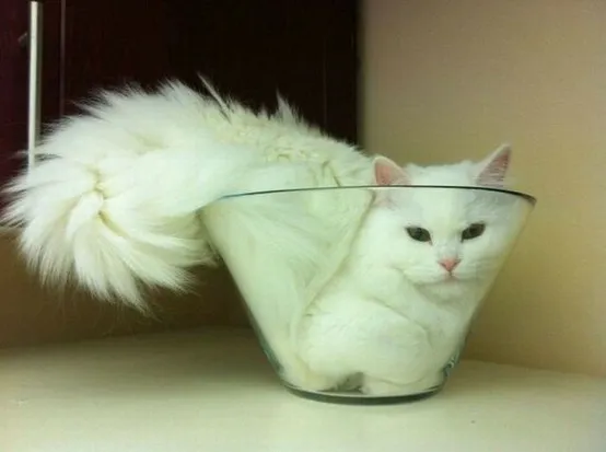 Weiße Katze passt sich einer kleinen Glasschale an