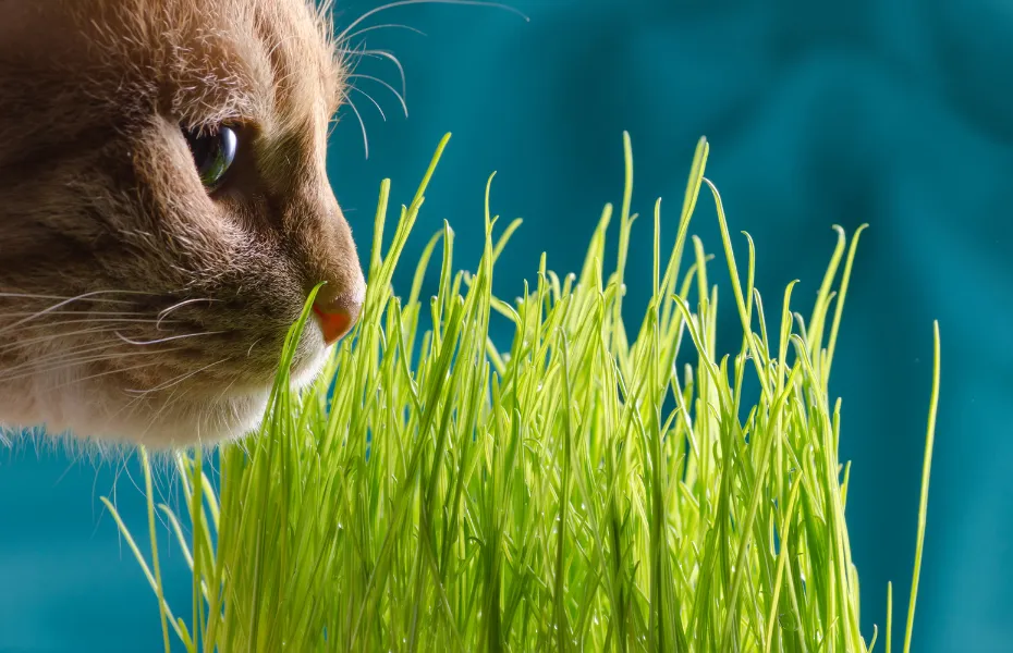orange getigerte Katze riecht an Katzengras