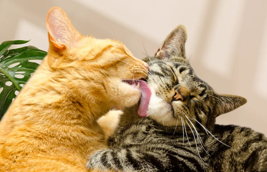 オレンジの三毛猫が灰色の三毛猫を愛情を込めて抱きしめている