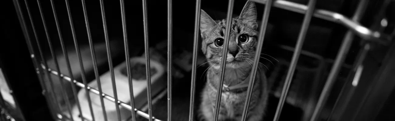 No-Kill Shelters in the U.S.: The Fight to Save Millions of Pets