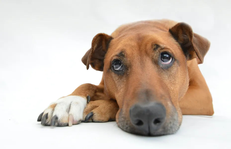 Perro grande de color marrón tumbado con ojos tristes y ansiosos, como suelen sentirse los perros después de incidentes estresantes o mordeduras